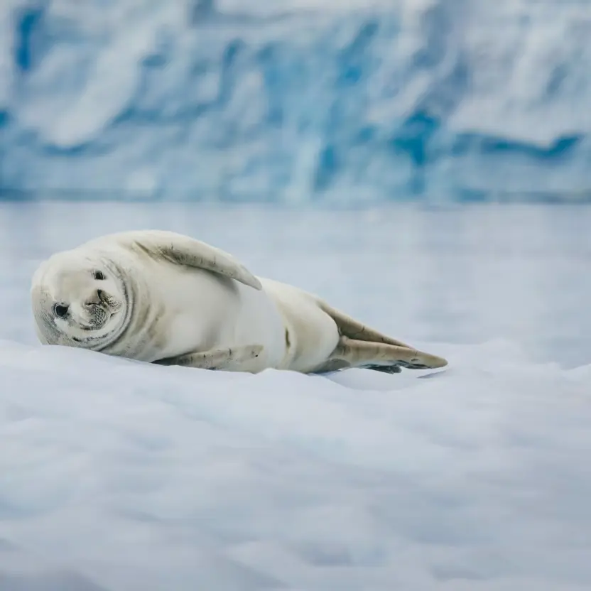 La gran expedición antártica