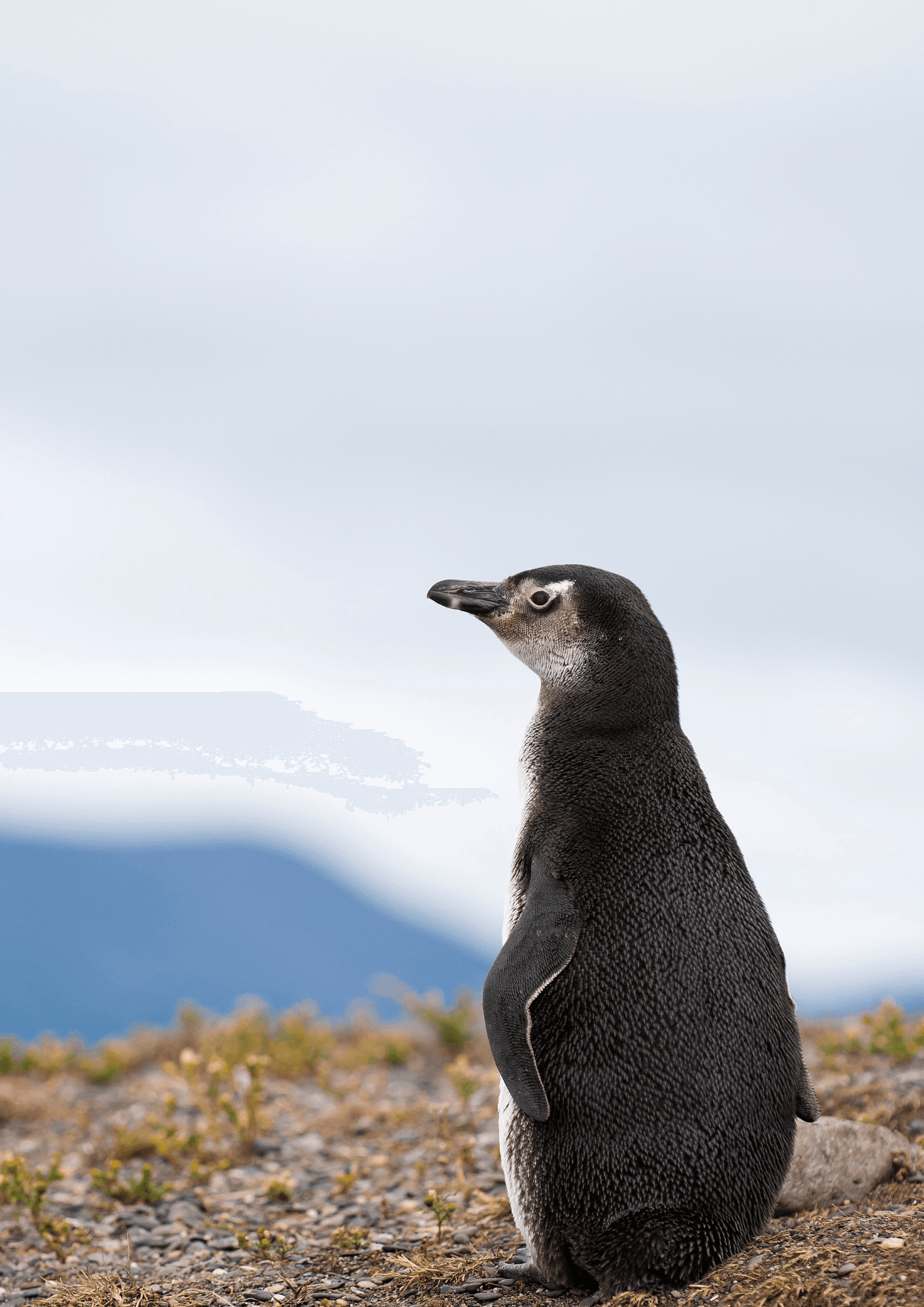Navegación Pinguinera: Canal Beagle e Isla Martillo