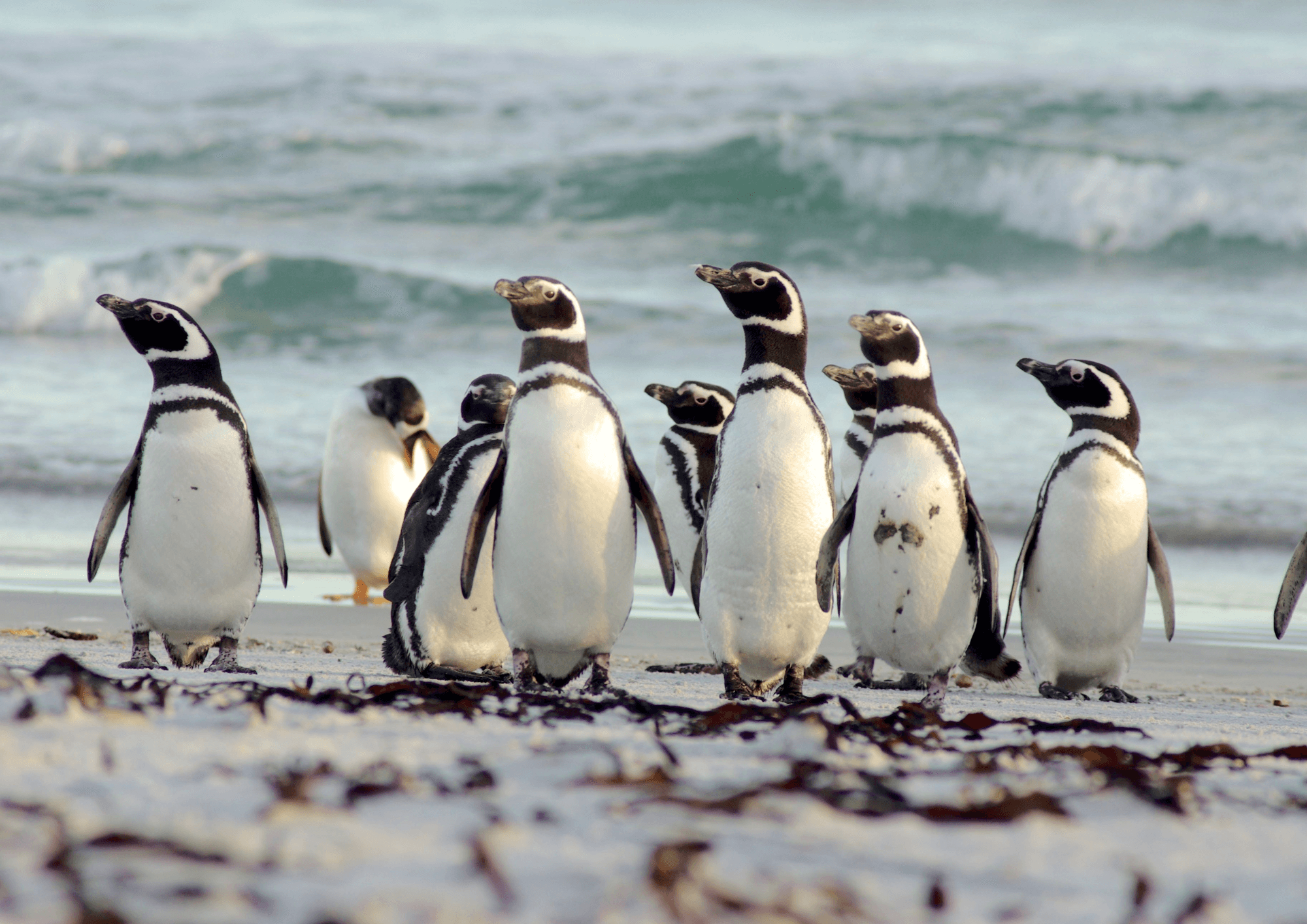 Navegación Pinguinera: Canal Beagle e Isla Martillo