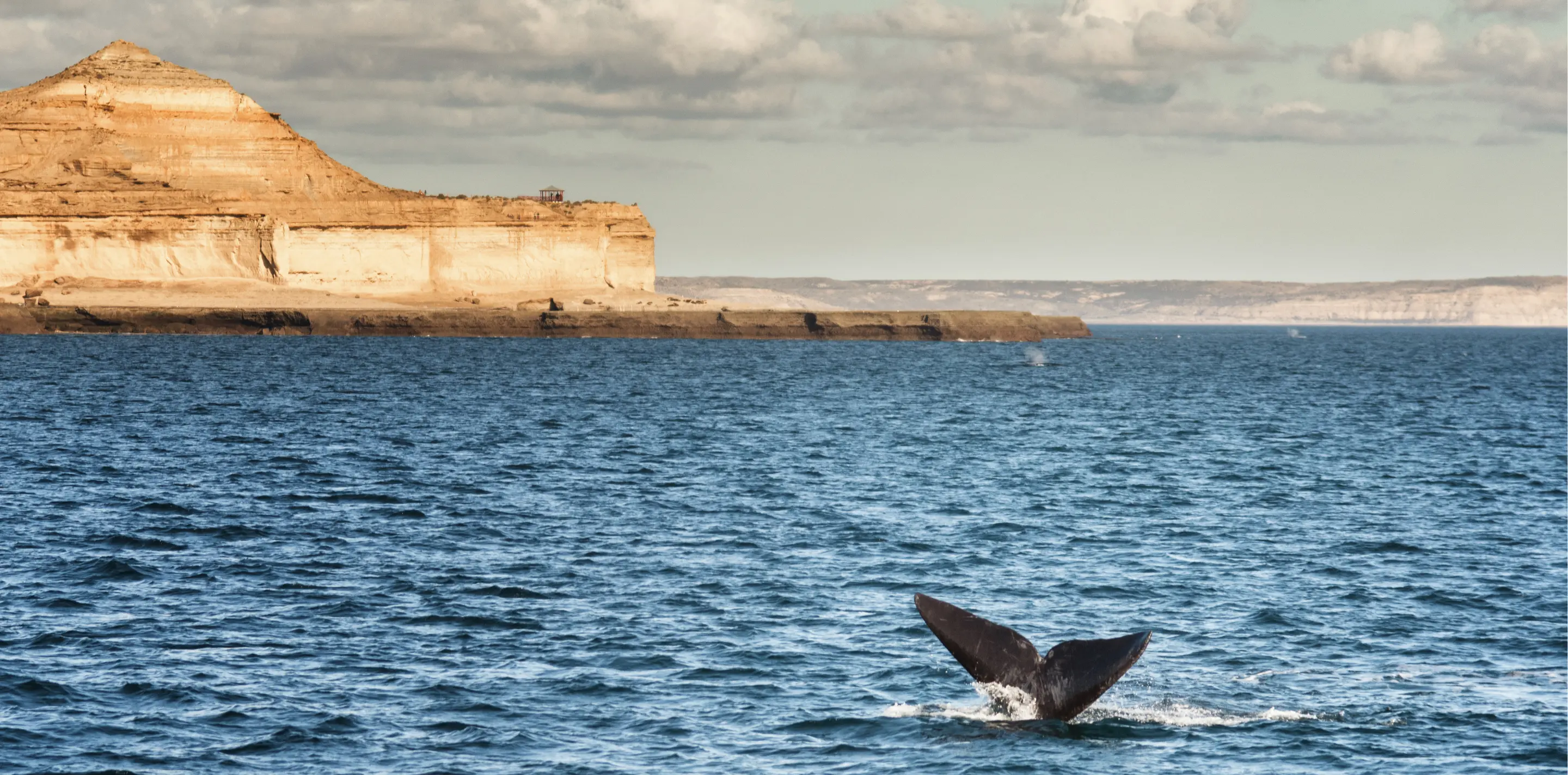 Avistaje de Ballenas