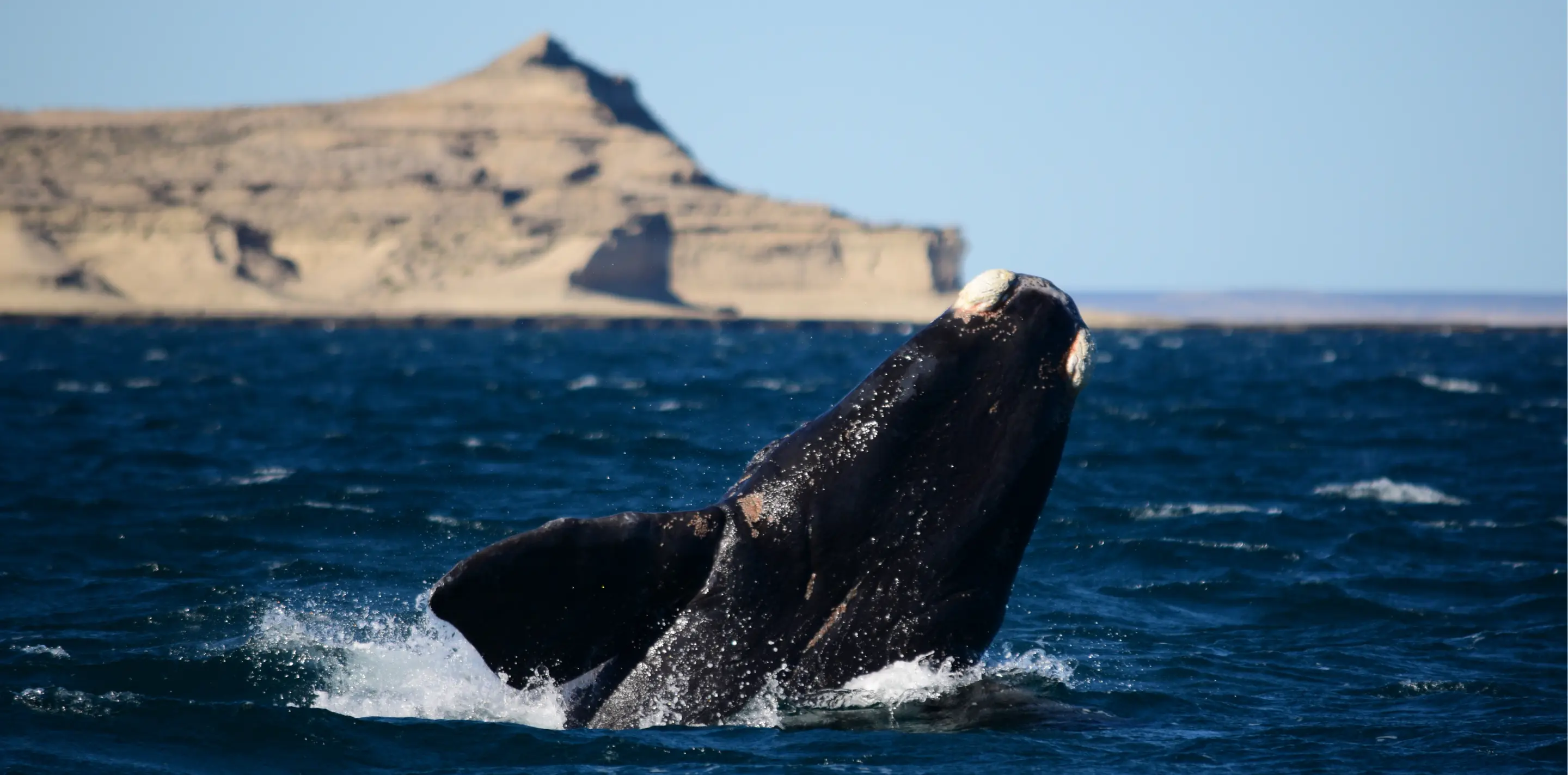 Avistaje de Ballenas en Puerto Pirámides
