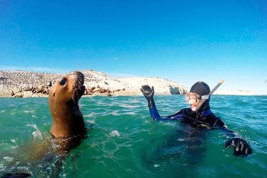 Snorkeling con Lobos Marinos