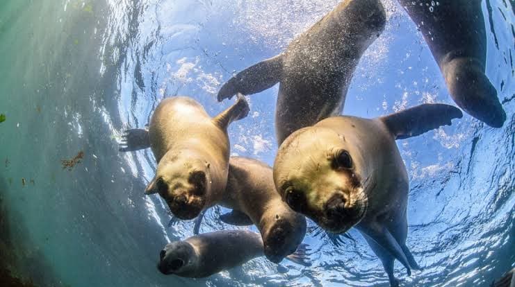 Snorkeling con Lobos Marinos