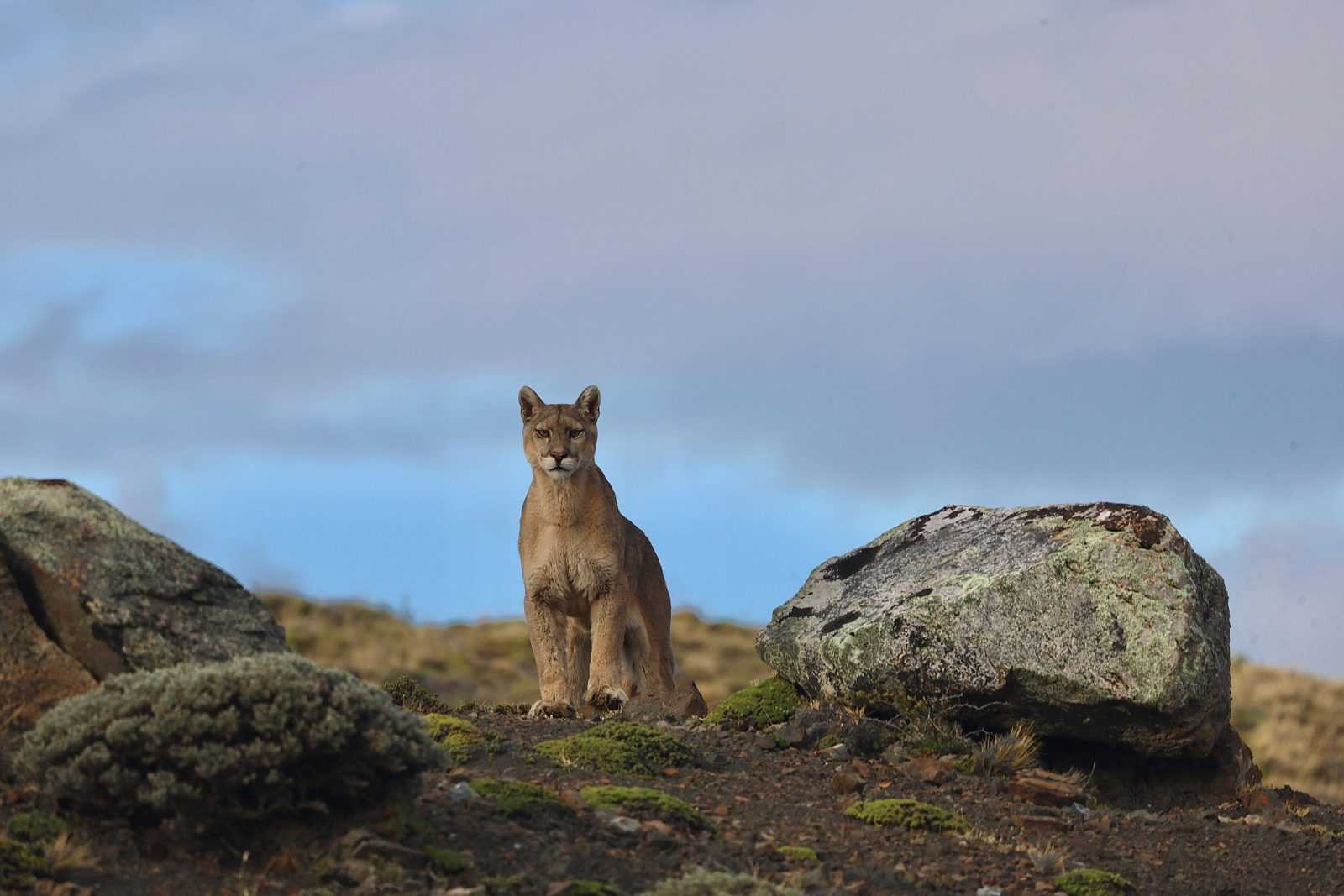 Ruta del Puma