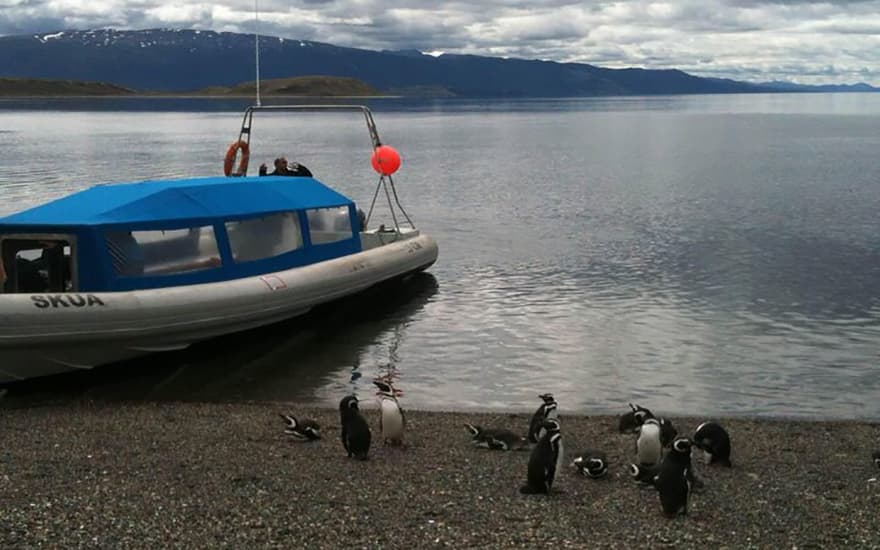 Avistaje de pingüinos en barco pequeño