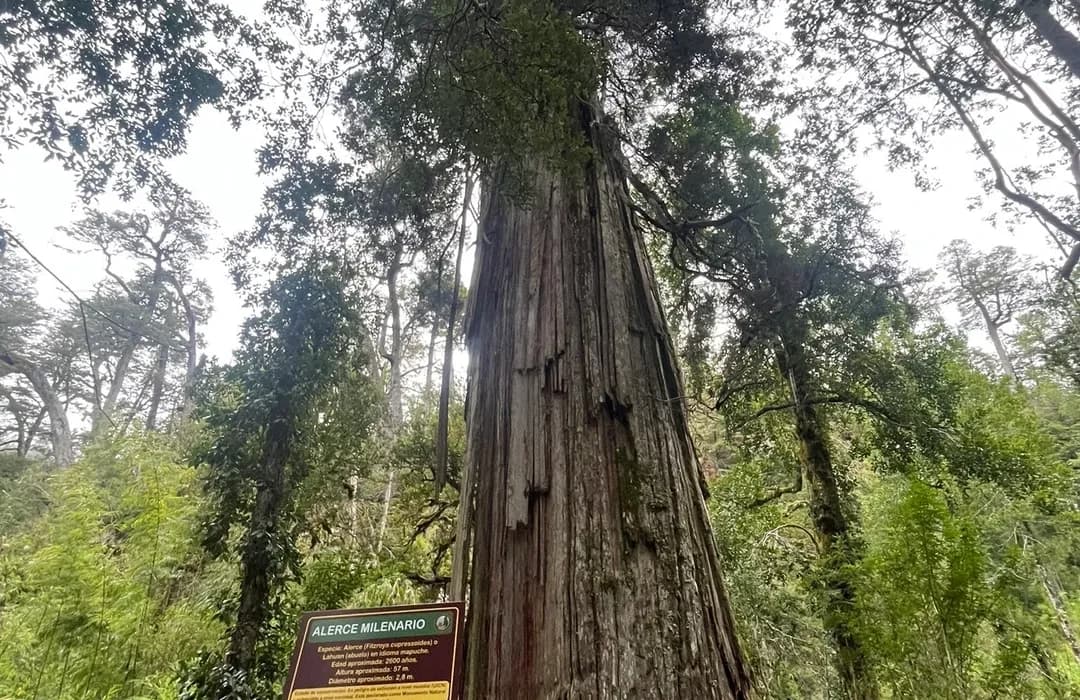 Bosque de Alerce Milenario