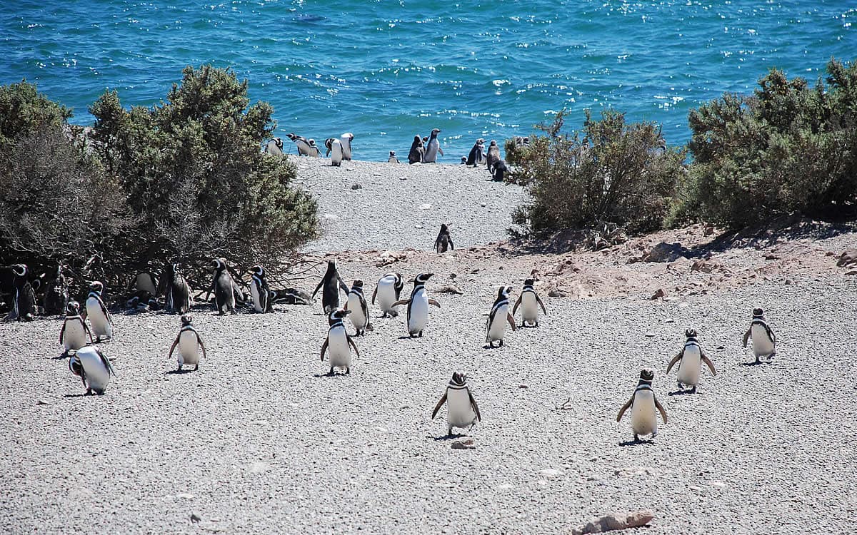 Punta Tombo & Isla Escondida