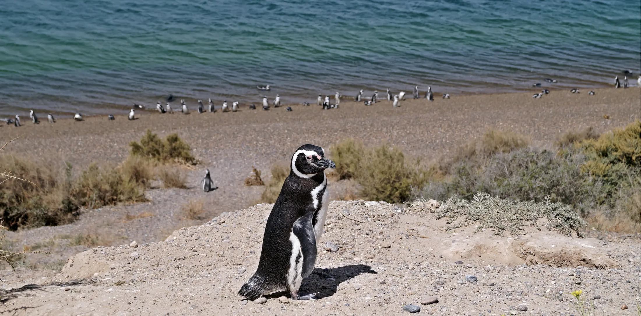 Punta Tombo