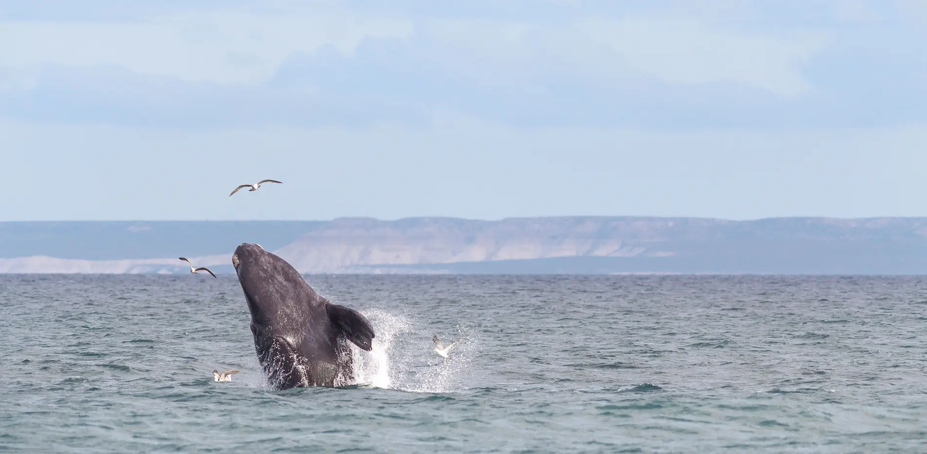 Puerto Madryn